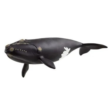 【メーカー取寄】14878 タイセイヨウセミクジラ