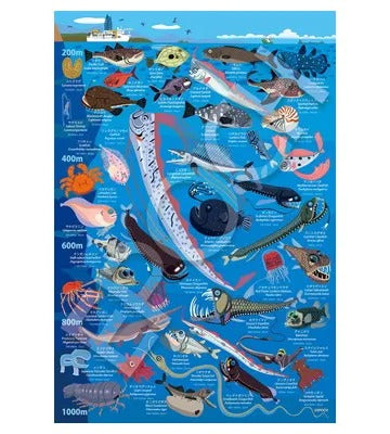 26-807 深海生物図鑑 水深200m～1000m