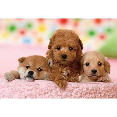 03-873 僕たちともだち（トイ・プードル＆ダックス＆柴犬）